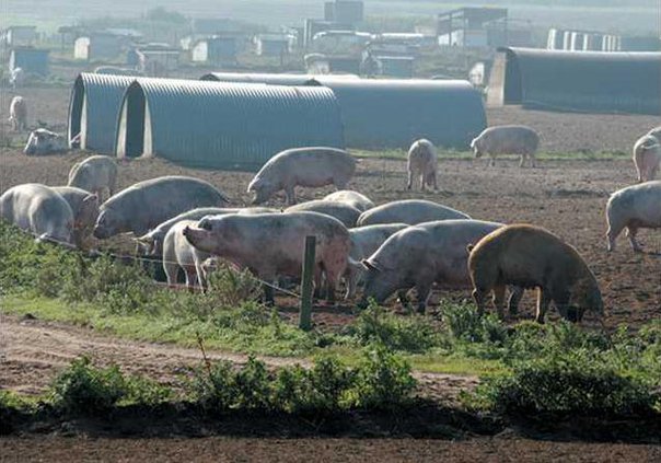0817 Pig hogs