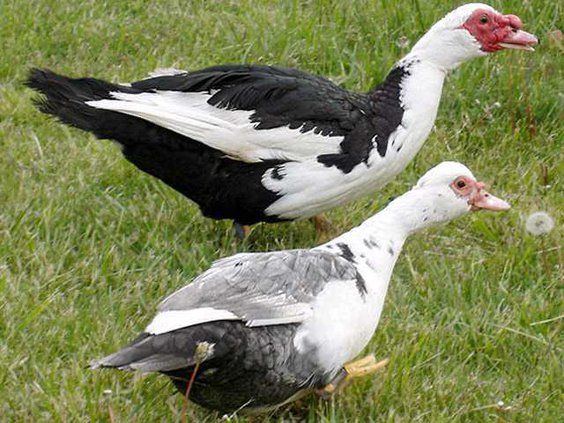 muscovy ducks