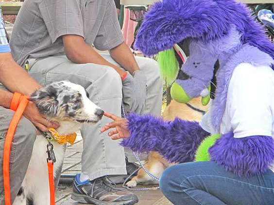 A-dog-is-greeting-by-another-furry-friend-during-Hinesvilles-first-Dog-Day-at-the-Market