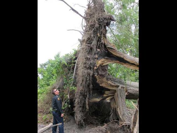 Ludowici police chief T.J. Gaskin checks fallen tree