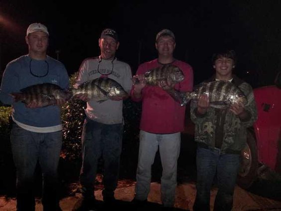 Sheepheads