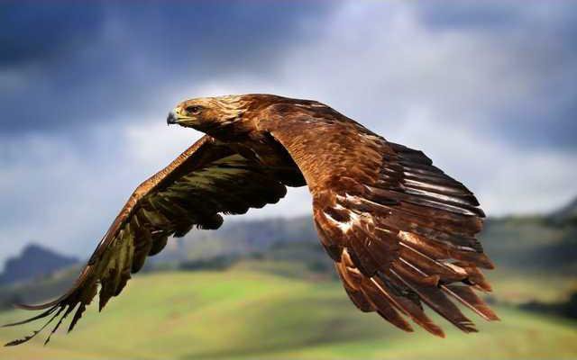 Research Project Tracking Golden Eagle Coastal Courier