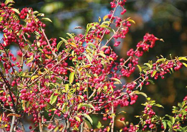 nativeplant