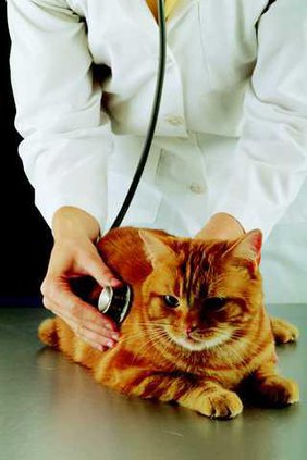 Generic veterinarian