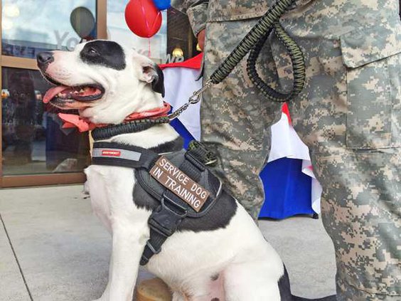 Service dog