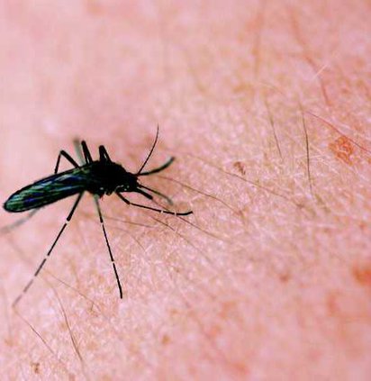 WEB Mosquito