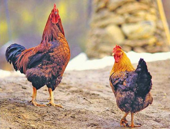 chickens
