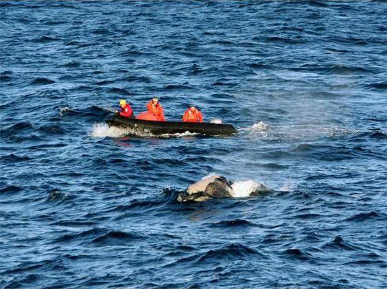 right whale