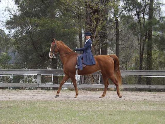 Sandra Scully Riding Jaque Rules