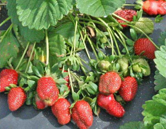 strawberries