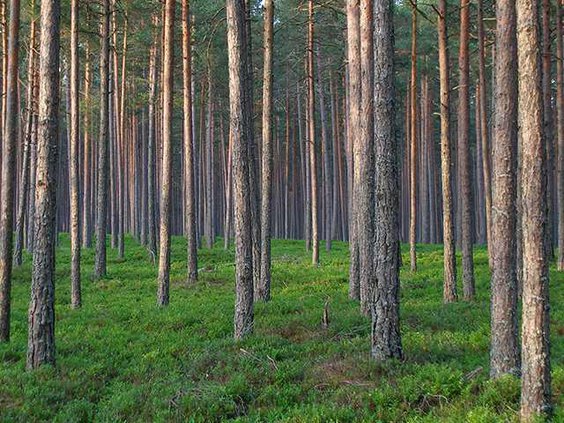 pineforest