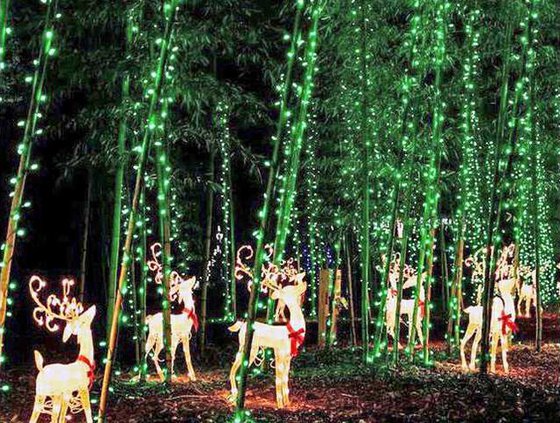 bambooholiday
