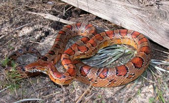 corn snake