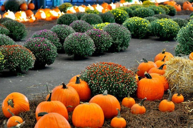 pumpkin patch promo 2.jpg