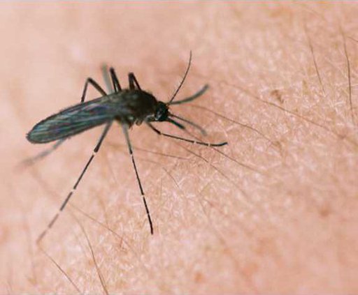 mosquito